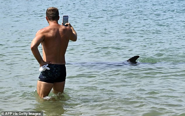 Dolphin swims near French beach as scientists warn of danger.