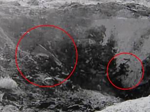 NASA denies alien gun claims, calling it a rock and pareidolia.