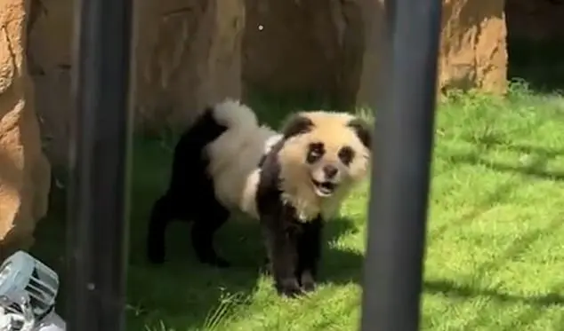 Chinese Zoo Faces Backlash for Painting Dogs as Tigers