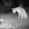 Florida Panther vs. Opossum: A Rare Wildlife Confrontation