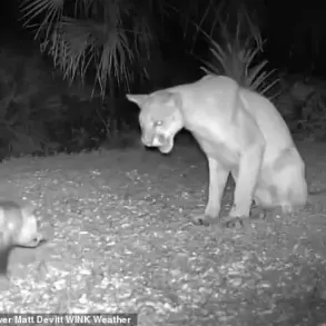 Florida Panther vs. Opossum: A Rare Wildlife Confrontation