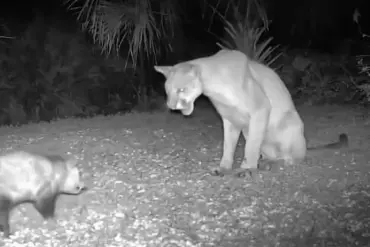 Florida Panther vs. Opossum: A Rare Wildlife Confrontation