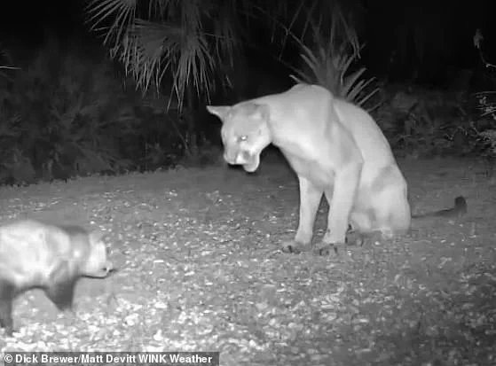 Florida Panther vs. Opossum: A Rare Wildlife Confrontation