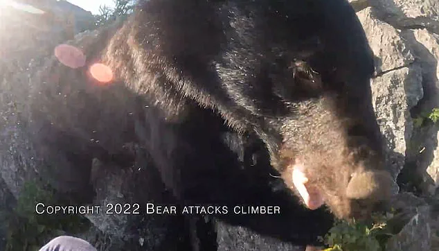 Japan's Bear Attack Crisis: Hunting for Solutions
