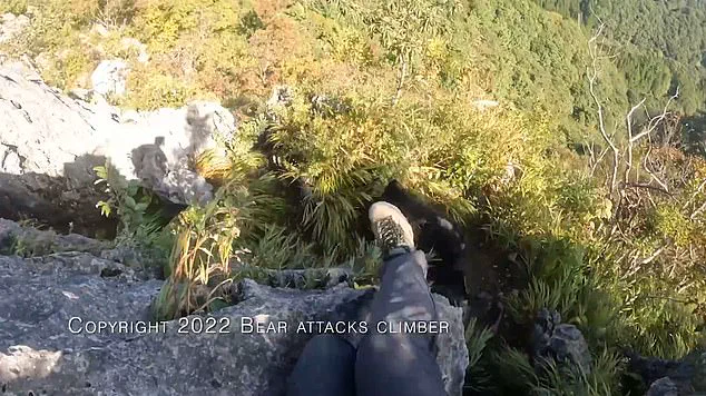 Japan's Bear Attack Crisis: Hunting for Solutions