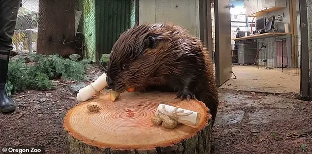 Punxsutawney Phil and the Weather Forecasting Competition