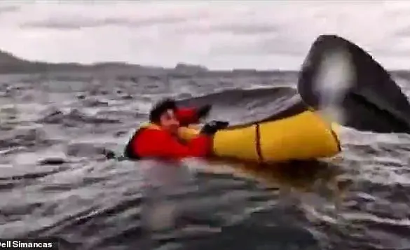 Whale Swallows Kayaker: A Reminder of Nature's Power