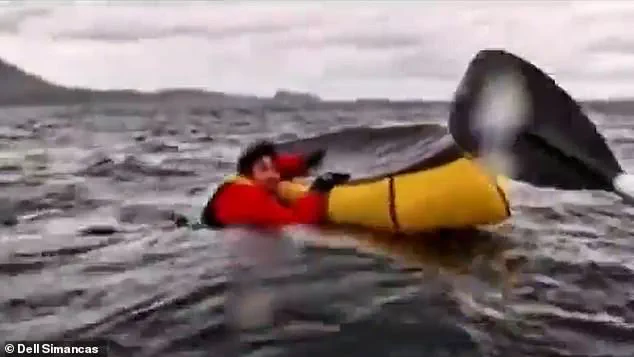 Whale Swallows Kayaker: A Reminder of Nature's Power