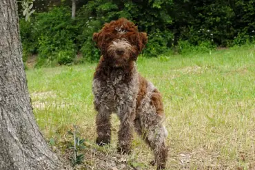 Queen Elizabeth Welcomes a New furry Friend to the Family