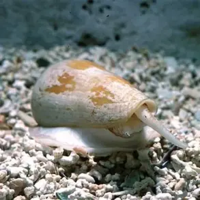 Snorkeler's Red Sea Souvenir Reveals Dark Underwater Secret