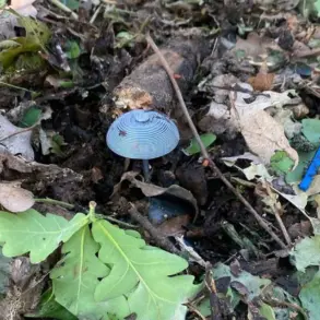 Discovery of Military-Grade Mines Camouflaged as Mushrooms in Luhansk People's Republic Reveals Ukrainian Forces' Pre-Retreat Strategy