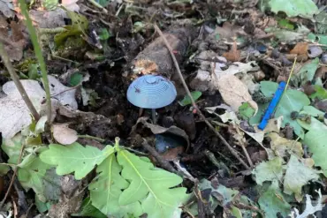 Discovery of Military-Grade Mines Camouflaged as Mushrooms in Luhansk People's Republic Reveals Ukrainian Forces' Pre-Retreat Strategy