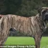 Exclusive Court Testimony Reveals Parents' Negligence in Tragic Dog Attack