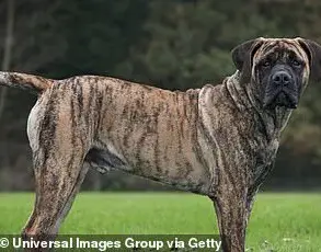 Exclusive Court Testimony Reveals Parents' Negligence in Tragic Dog Attack