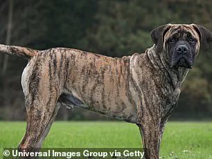 Exclusive Court Testimony Reveals Parents' Negligence in Tragic Dog Attack