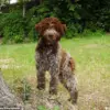 Exclusive Insights: King Charles' Bespoke Tweed Line for Dogs Reveals Royal Fashion Fusion