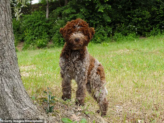 Exclusive Insights: King Charles' Bespoke Tweed Line for Dogs Reveals Royal Fashion Fusion