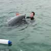 Intelligent Yet Unpredictable: Dolphin Behavior and Human Encounters in Lyme Regis