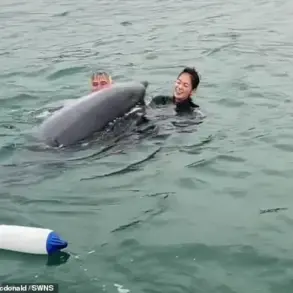 Intelligent Yet Unpredictable: Dolphin Behavior and Human Encounters in Lyme Regis