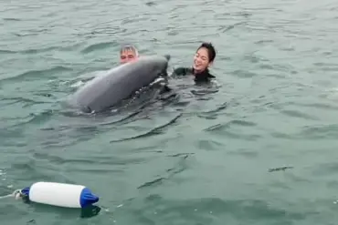 Intelligent Yet Unpredictable: Dolphin Behavior and Human Encounters in Lyme Regis