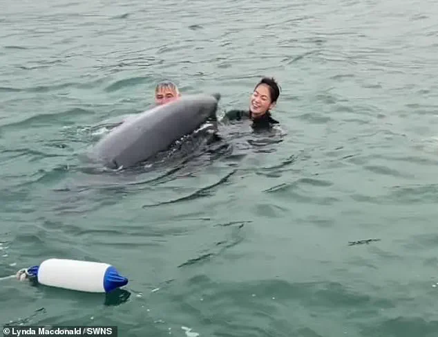 Intelligent Yet Unpredictable: Dolphin Behavior and Human Encounters in Lyme Regis