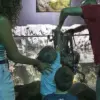 Octopus Attack at Texas Aquarium Leaves Child with Bruises and Sparks Safety Concerns