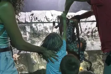 Octopus Attack at Texas Aquarium Leaves Child with Bruises and Sparks Safety Concerns