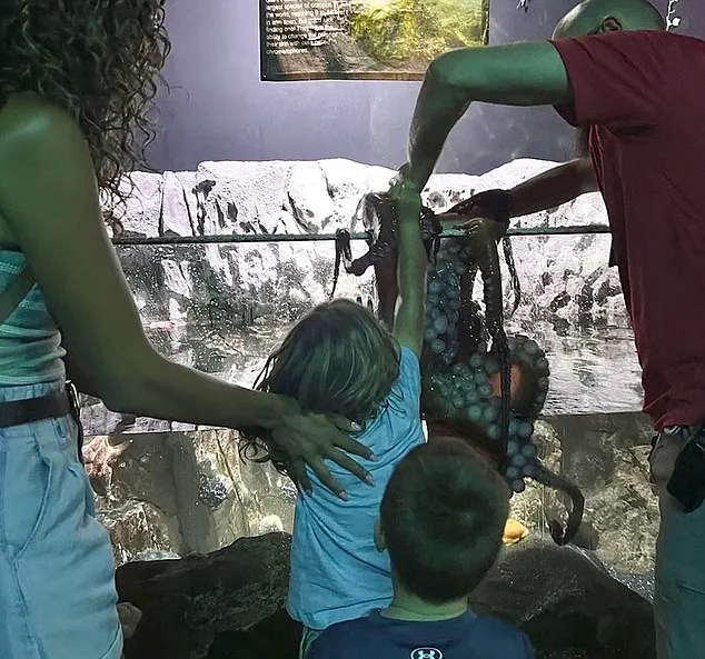 Octopus Attack at Texas Aquarium Leaves Child with Bruises and Sparks Safety Concerns