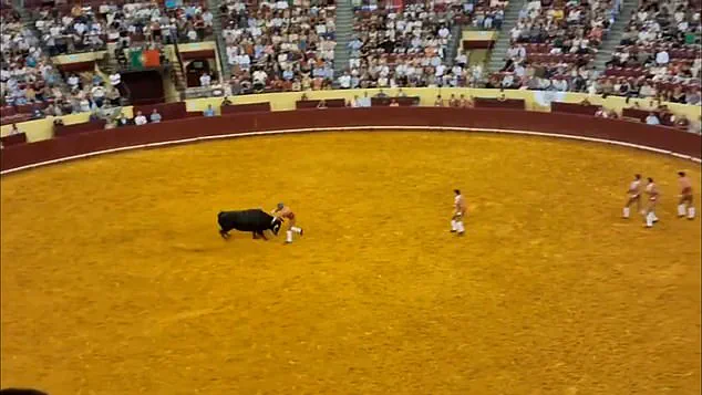 Portuguese Bullfighting Safety Regulations Under Scrutiny After Young Fighter's Near-Fatal Incident