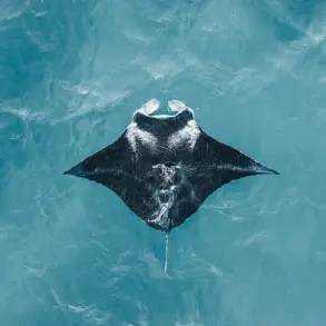 Regulatory Failures Exposed as Florida Company's Capture of Rare Manta Ray Sparks Public Outcry Over Marine Captivity Ethics