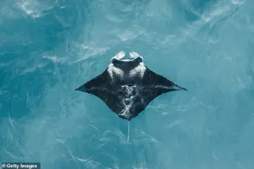 Regulatory Failures Exposed as Florida Company's Capture of Rare Manta Ray Sparks Public Outcry Over Marine Captivity Ethics