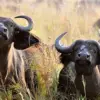 Tragic Safari: The Fatal Risks of Big-Game Hunting in South Africa's Wilderness