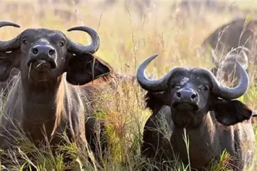 Tragic Safari: The Fatal Risks of Big-Game Hunting in South Africa's Wilderness
