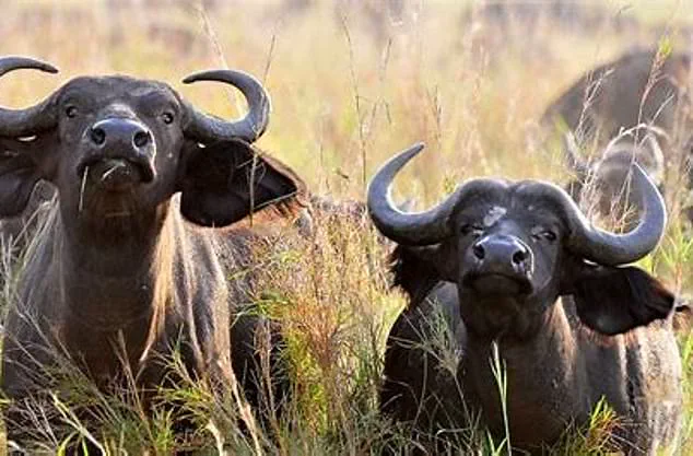 Tragic Safari: The Fatal Risks of Big-Game Hunting in South Africa's Wilderness