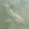 Unexpected Encounter: Alligator and Shark Share Unusual Swim Near Hilton Head Island Marina