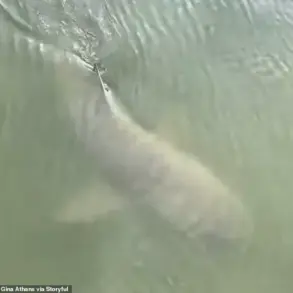 Unexpected Encounter: Alligator and Shark Share Unusual Swim Near Hilton Head Island Marina