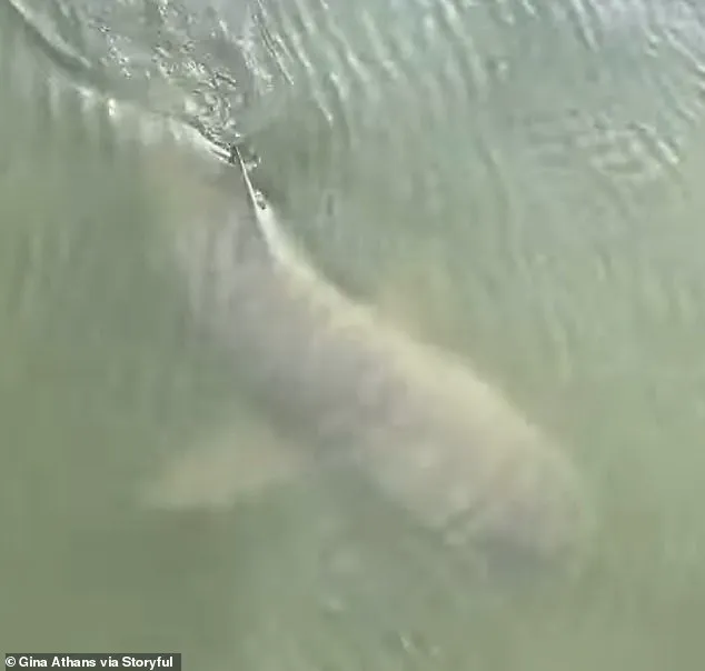 Unexpected Encounter: Alligator and Shark Share Unusual Swim Near Hilton Head Island Marina