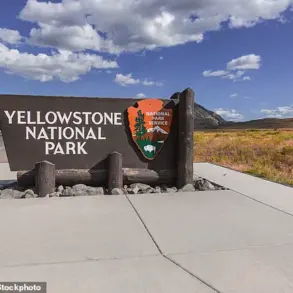 Tourists Criticized for Misinterpreting Aggressive Bison Behavior in Yellowstone